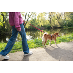 Sortie d'animaux